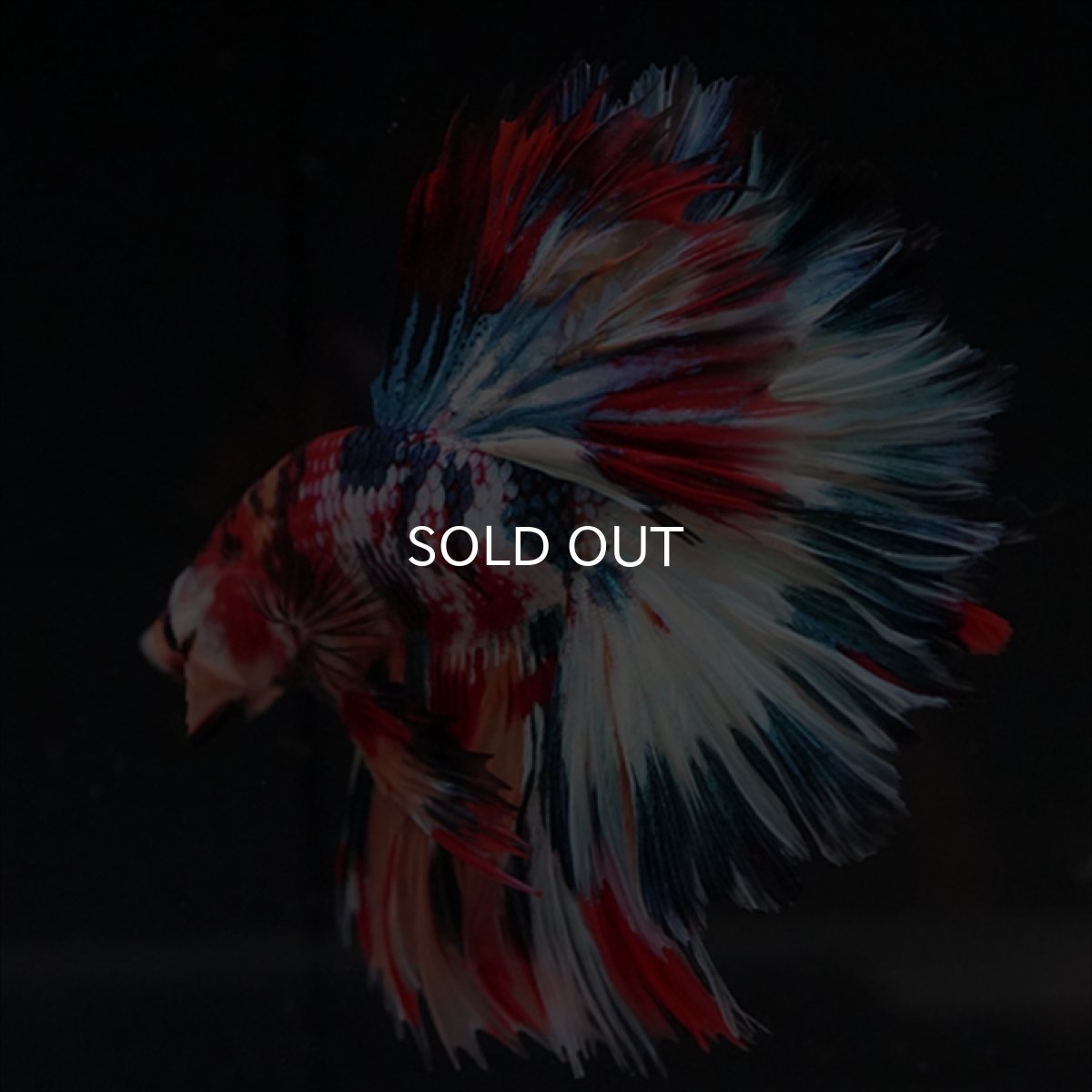 画像4: HM　キャンディギャラクシー　ローズテール (4)