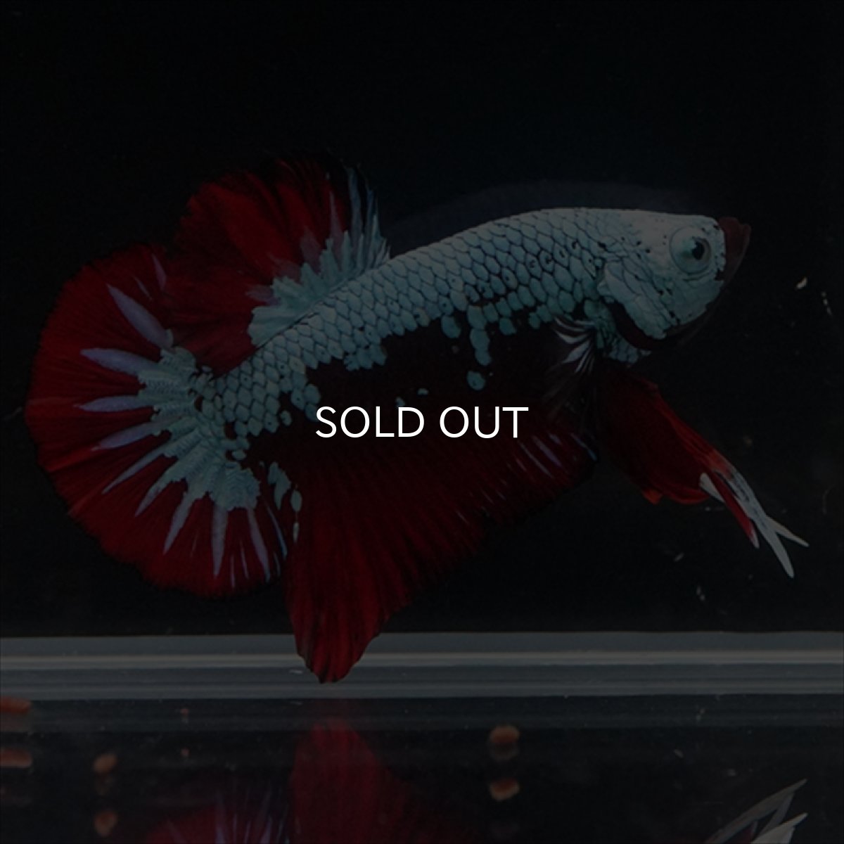 画像15: HMPK　ブラックレッドサムライ　ブルータイプ (15)