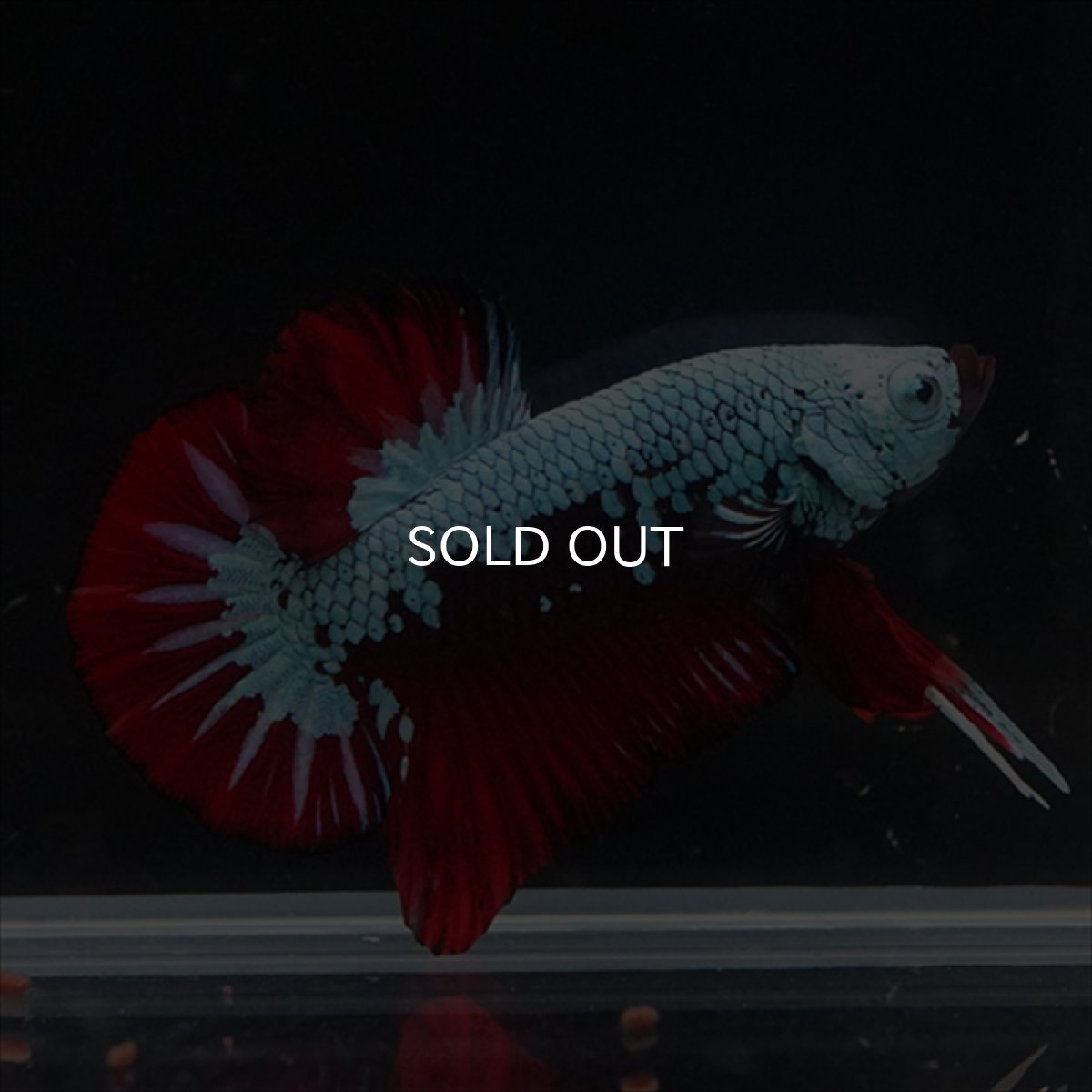 画像14: HMPK　ブラックレッドサムライ　ブルータイプ (14)