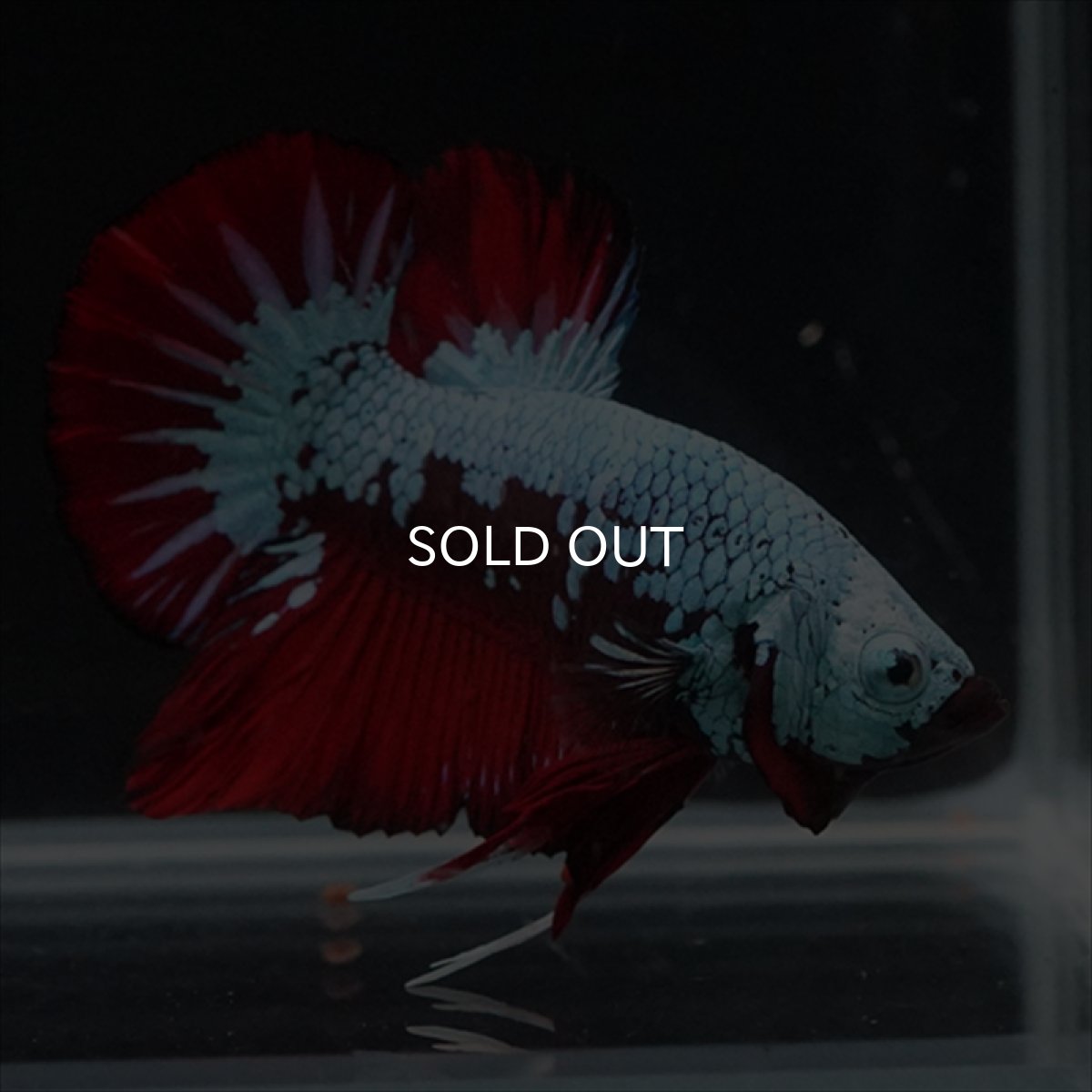 画像13: HMPK　ブラックレッドサムライ　ブルータイプ (13)