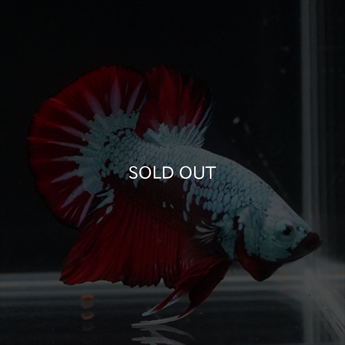 画像12: HMPK　ブラックレッドサムライ　ブルータイプ (12)