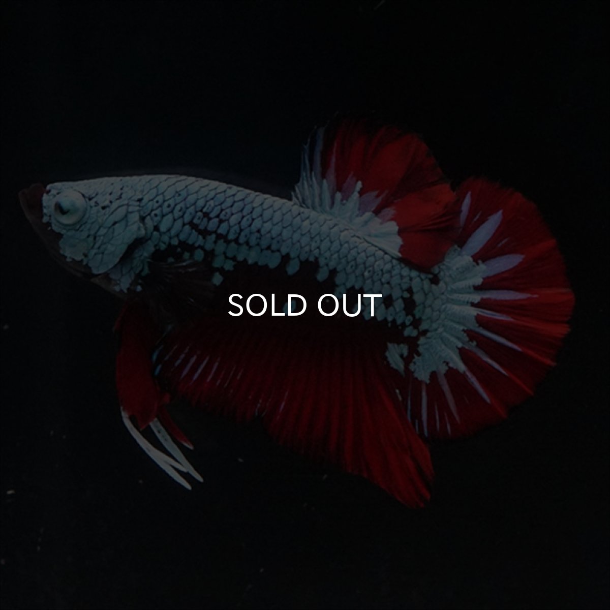 画像2: HMPK　ブラックレッドサムライ　ブルータイプ (2)