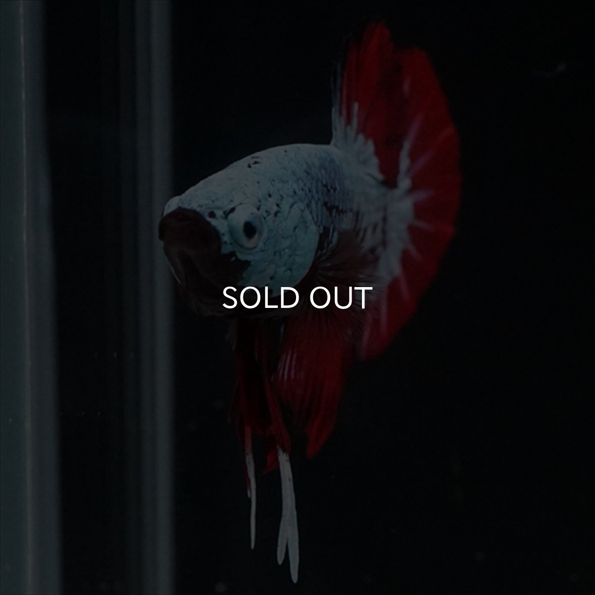 画像11: HMPK　ブラックレッドサムライ　ブルータイプ (11)