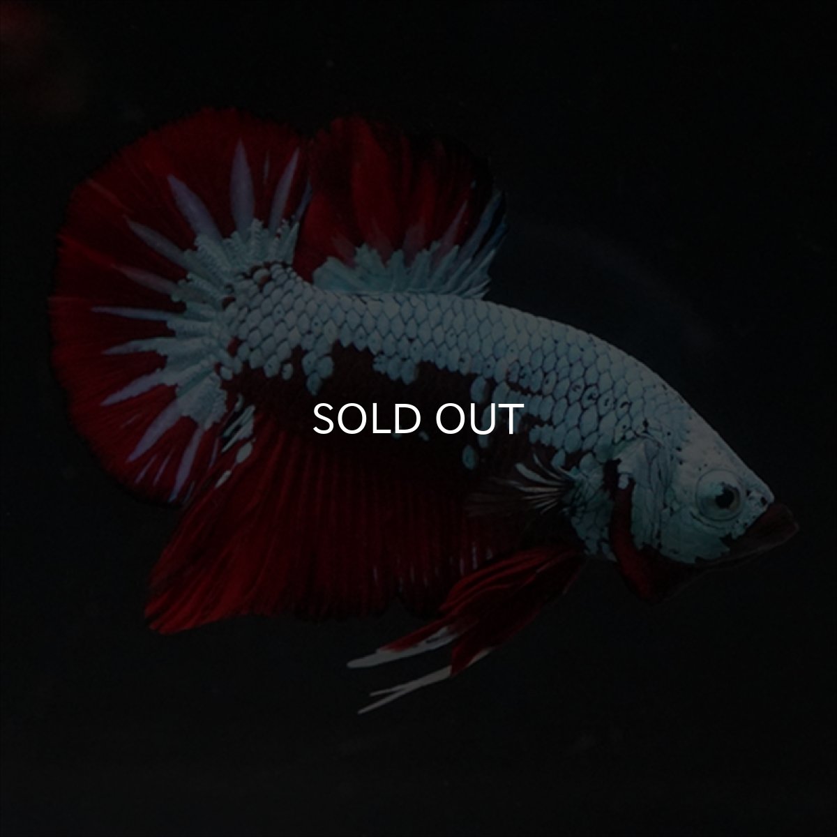 画像10: HMPK　ブラックレッドサムライ　ブルータイプ (10)