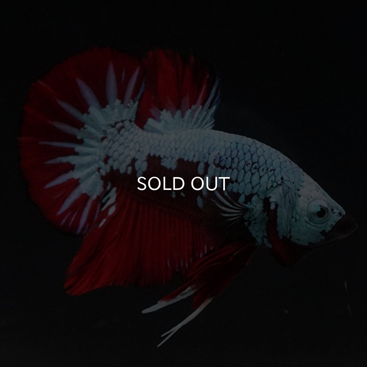 画像1: HMPK　ブラックレッドサムライ　ブルータイプ (1)