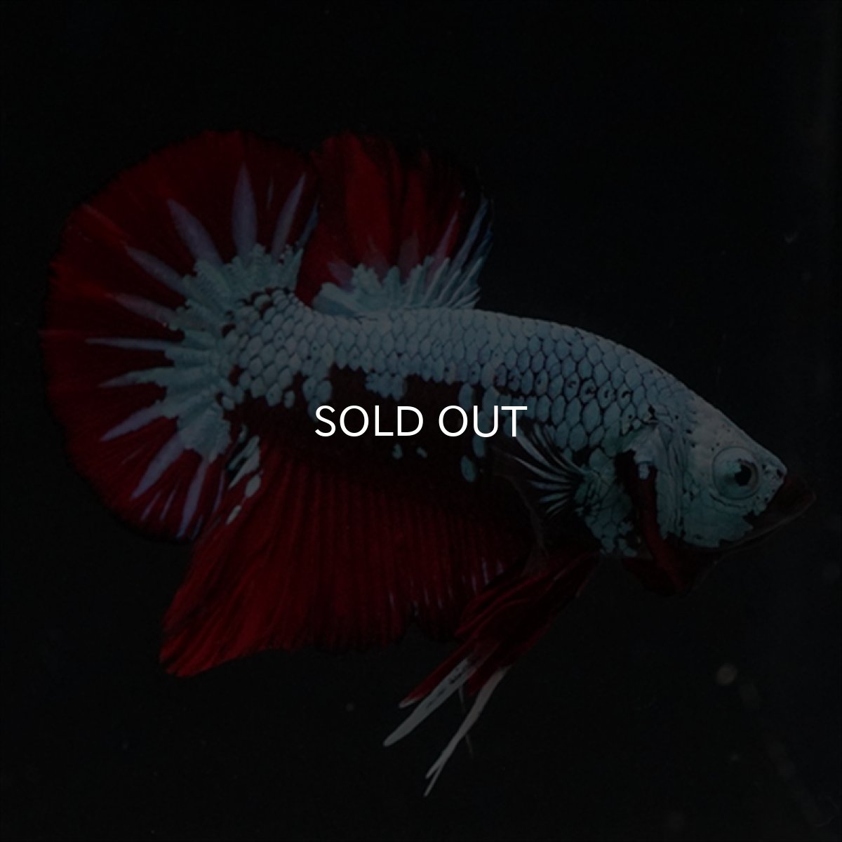 画像9: HMPK　ブラックレッドサムライ　ブルータイプ (9)