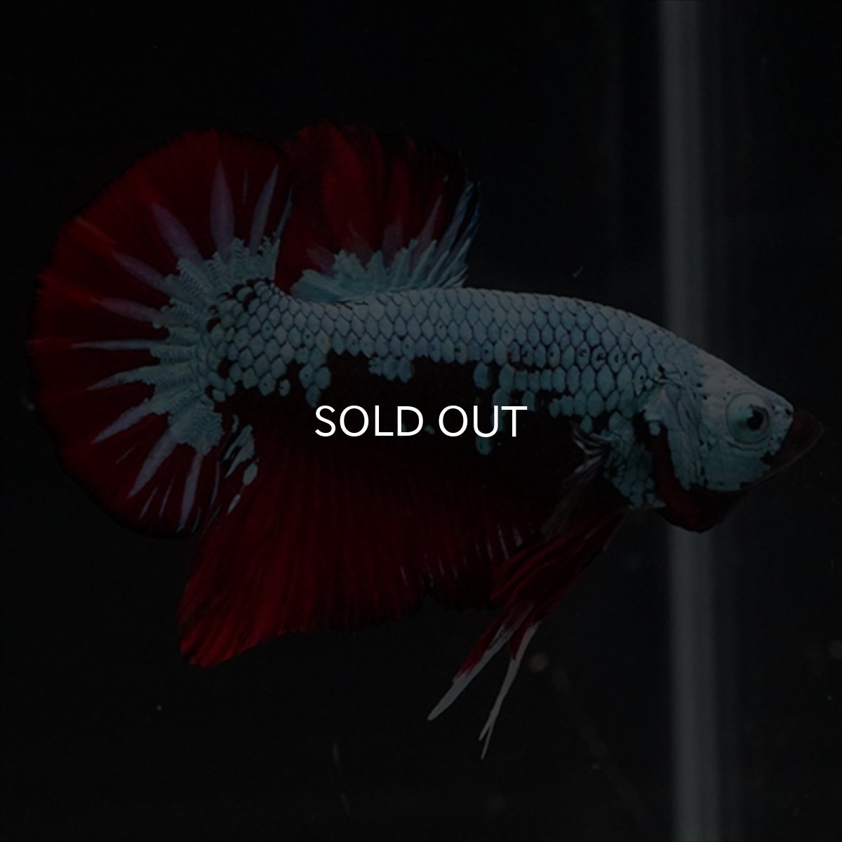 画像8: HMPK　ブラックレッドサムライ　ブルータイプ (8)