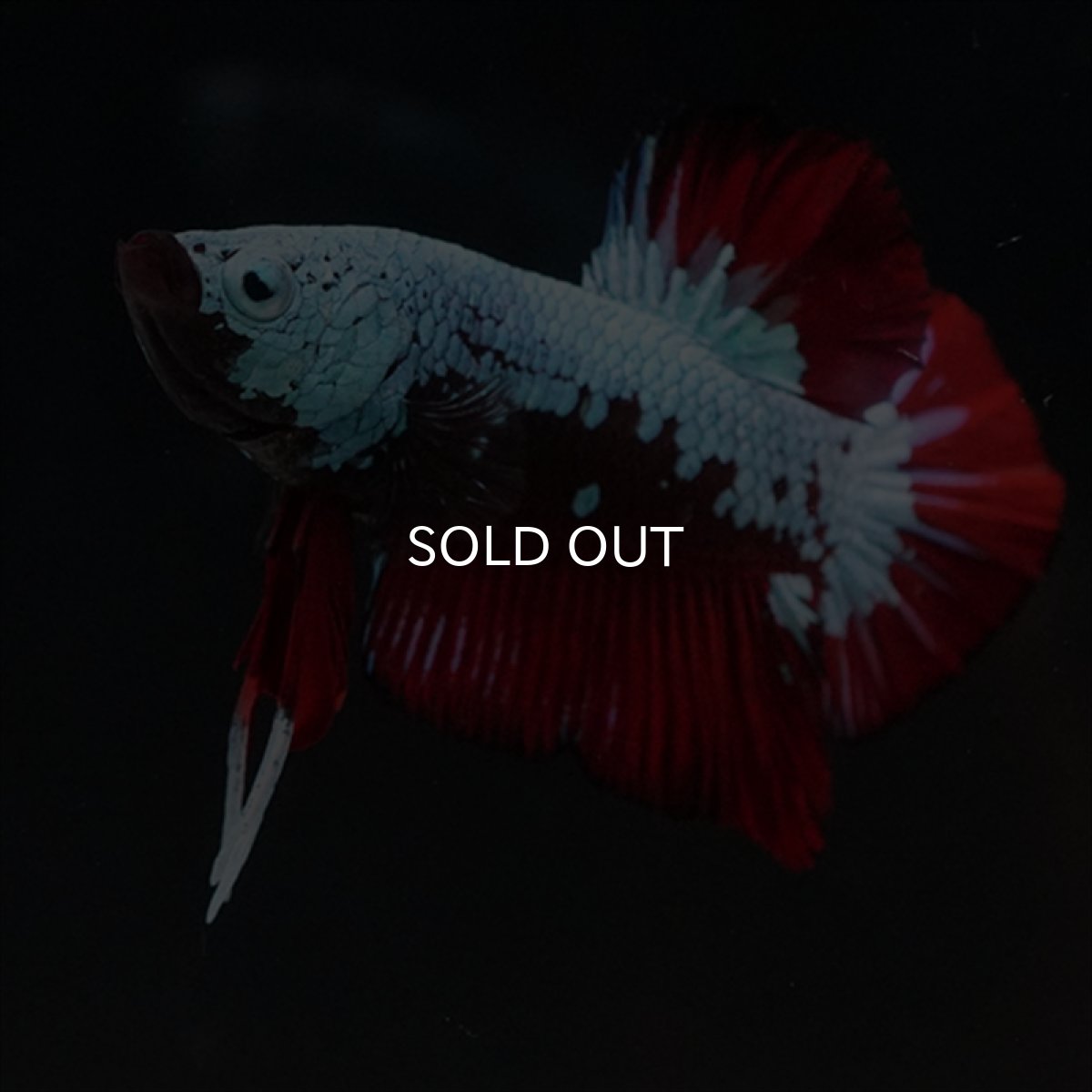 画像7: HMPK　ブラックレッドサムライ　ブルータイプ (7)