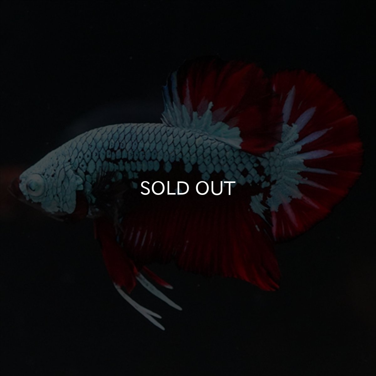 画像6: HMPK　ブラックレッドサムライ　ブルータイプ (6)