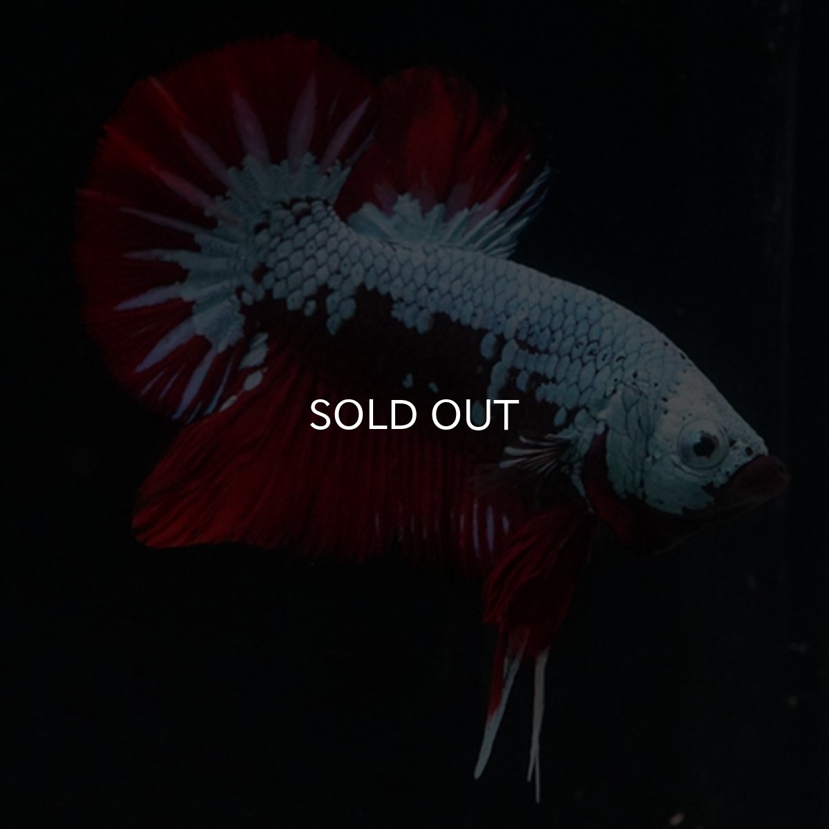 画像5: HMPK　ブラックレッドサムライ　ブルータイプ (5)