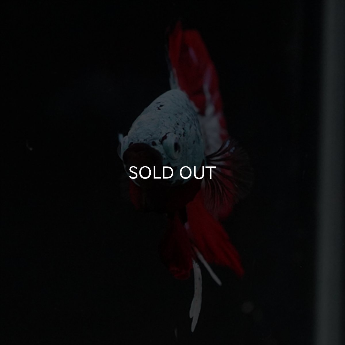 画像4: HMPK　ブラックレッドサムライ　ブルータイプ (4)