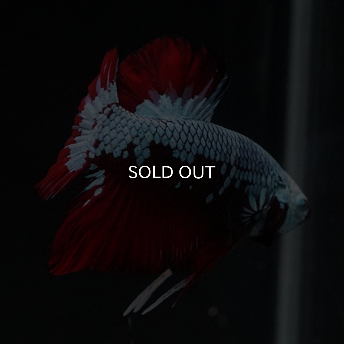 画像3: HMPK　ブラックレッドサムライ　ブルータイプ (3)