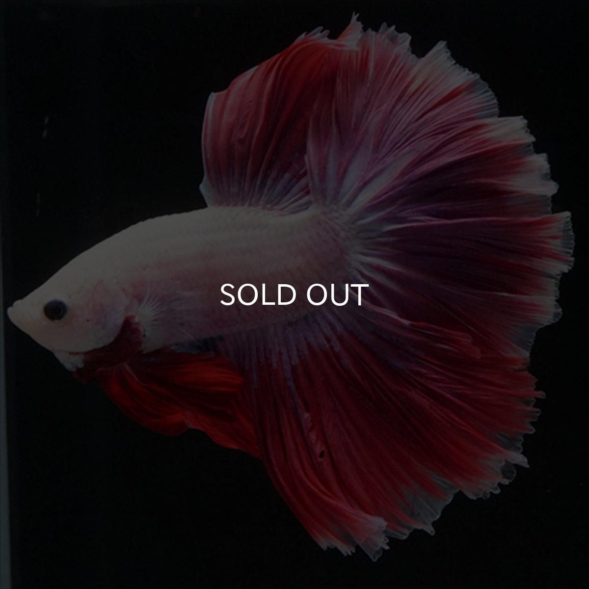 画像12: HM　ピンクファンシー　ローズテール (12)