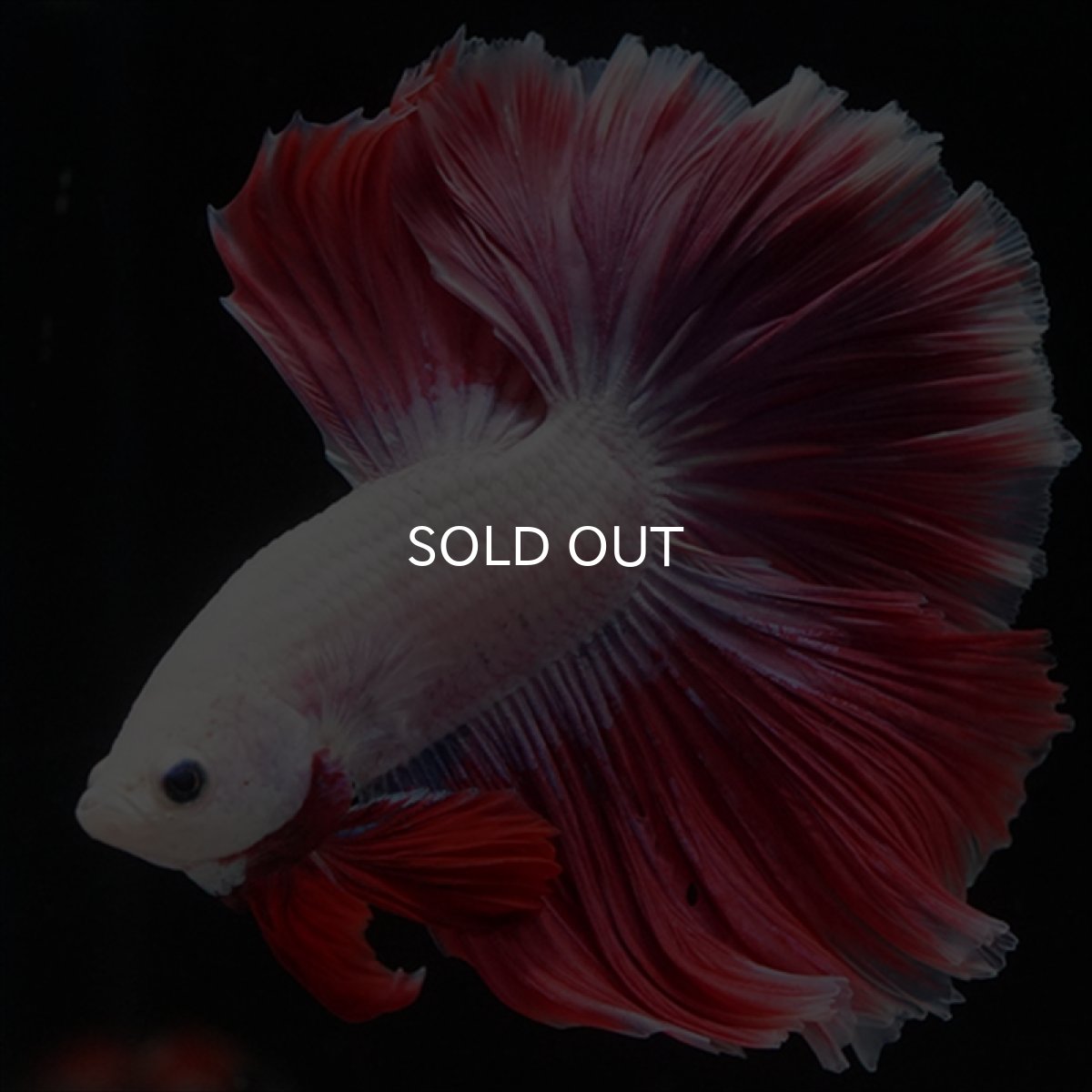 画像11: HM　ピンクファンシー　ローズテール (11)