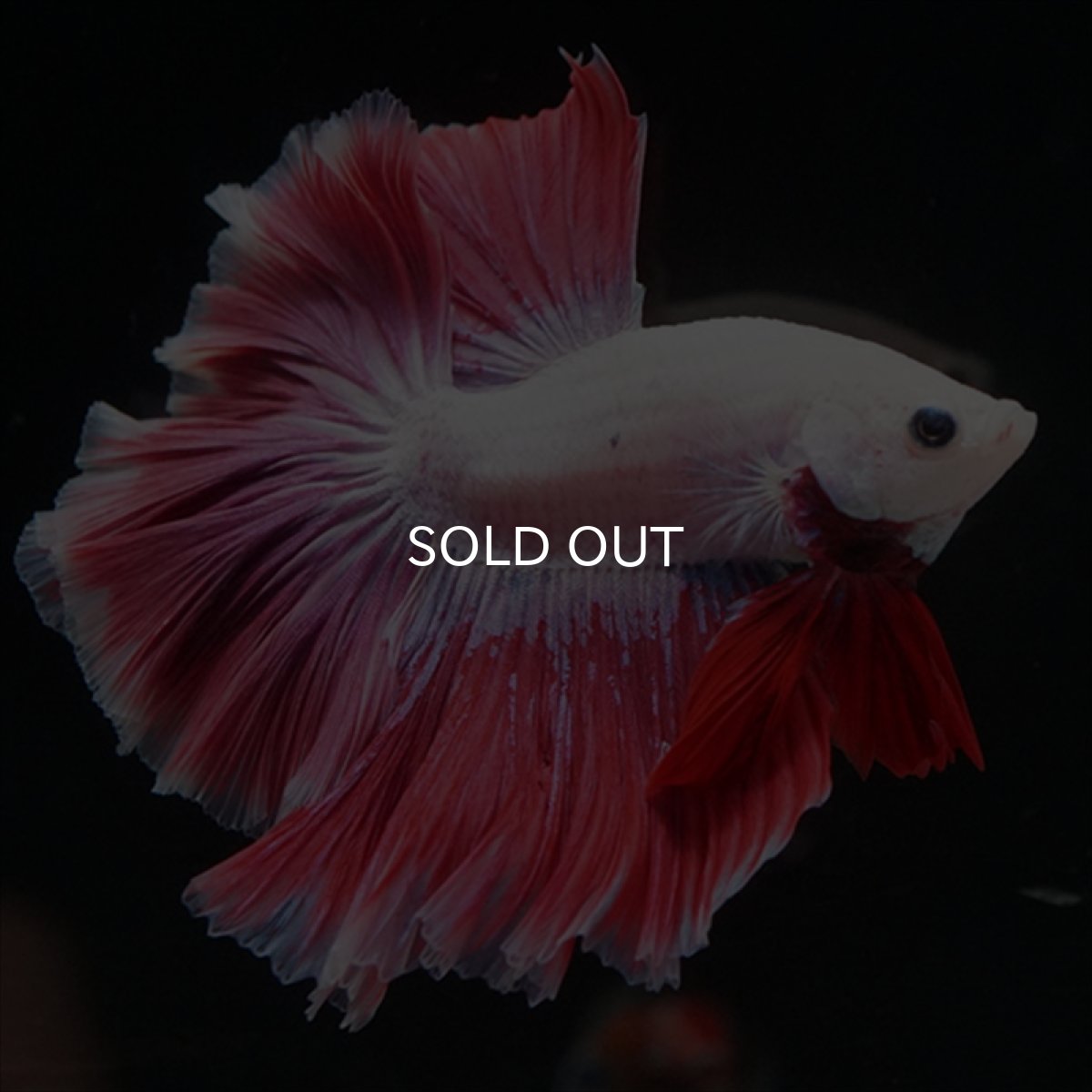 画像10: HM　ピンクファンシー　ローズテール (10)