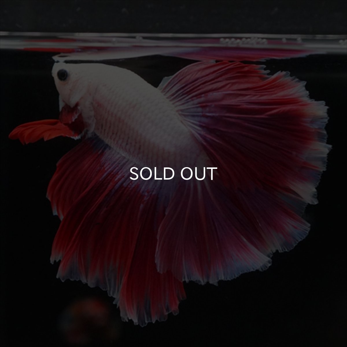 画像9: HM　ピンクファンシー　ローズテール (9)