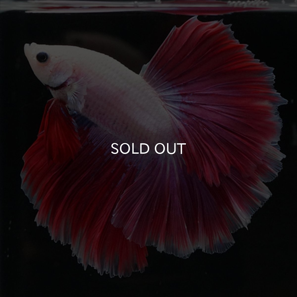 画像8: HM　ピンクファンシー　ローズテール (8)