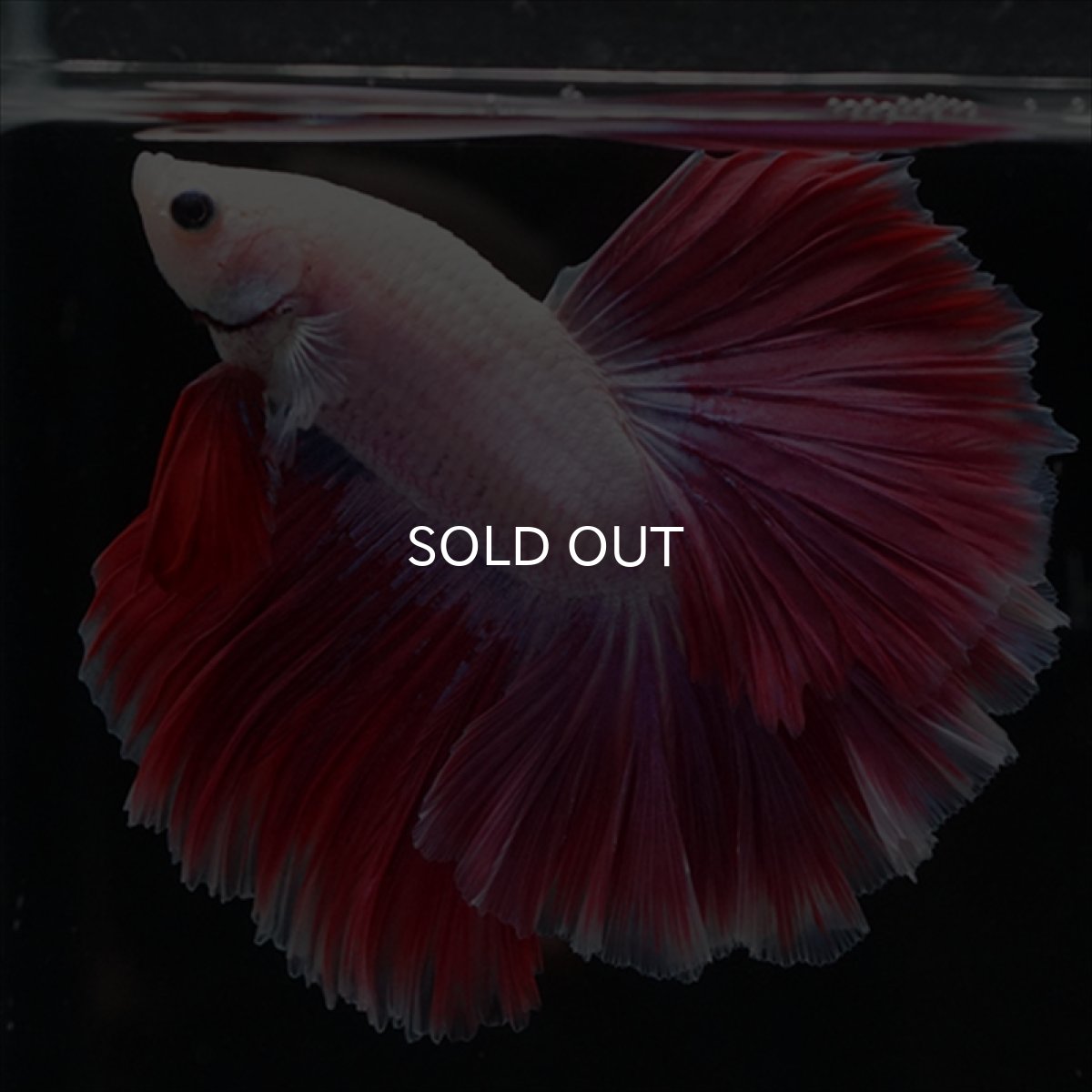 画像7: HM　ピンクファンシー　ローズテール (7)