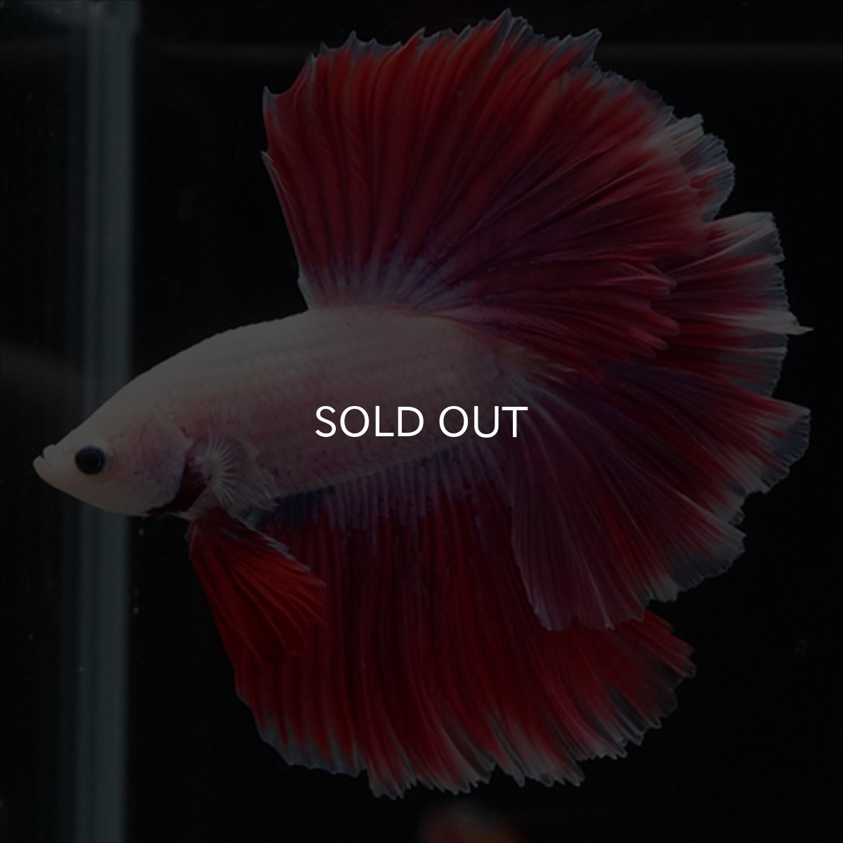 画像6: HM　ピンクファンシー　ローズテール (6)