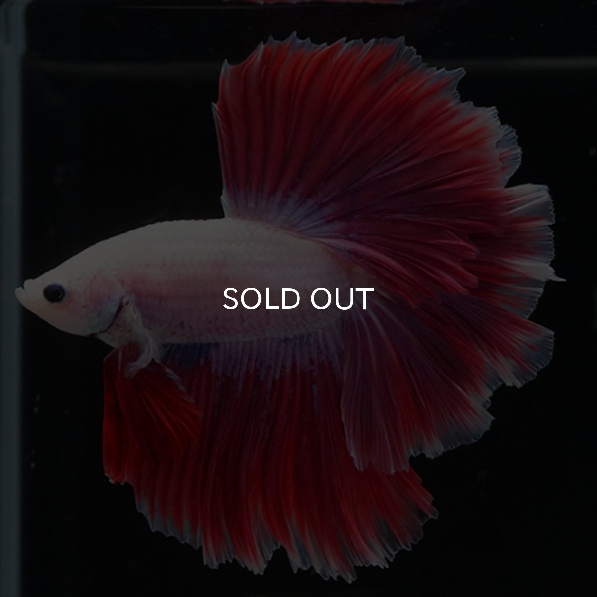 画像5: HM　ピンクファンシー　ローズテール (5)