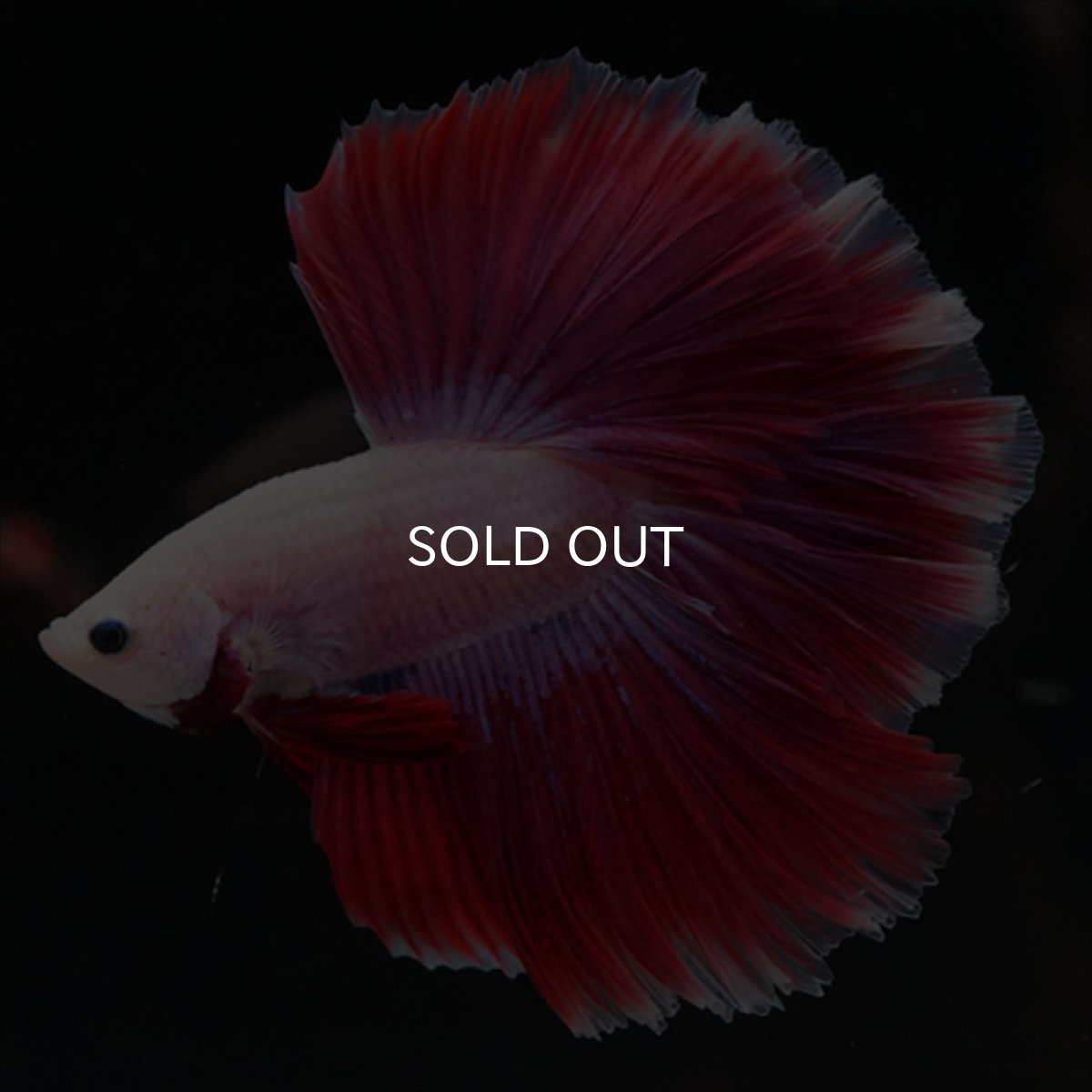 画像4: HM　ピンクファンシー　ローズテール (4)