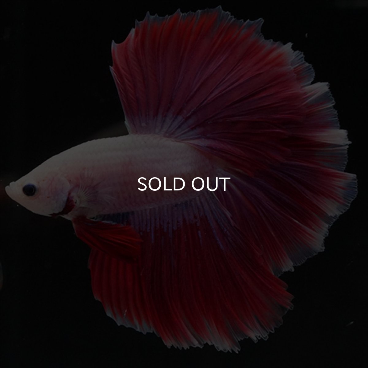 画像1: HM　ピンクファンシー　ローズテール (1)