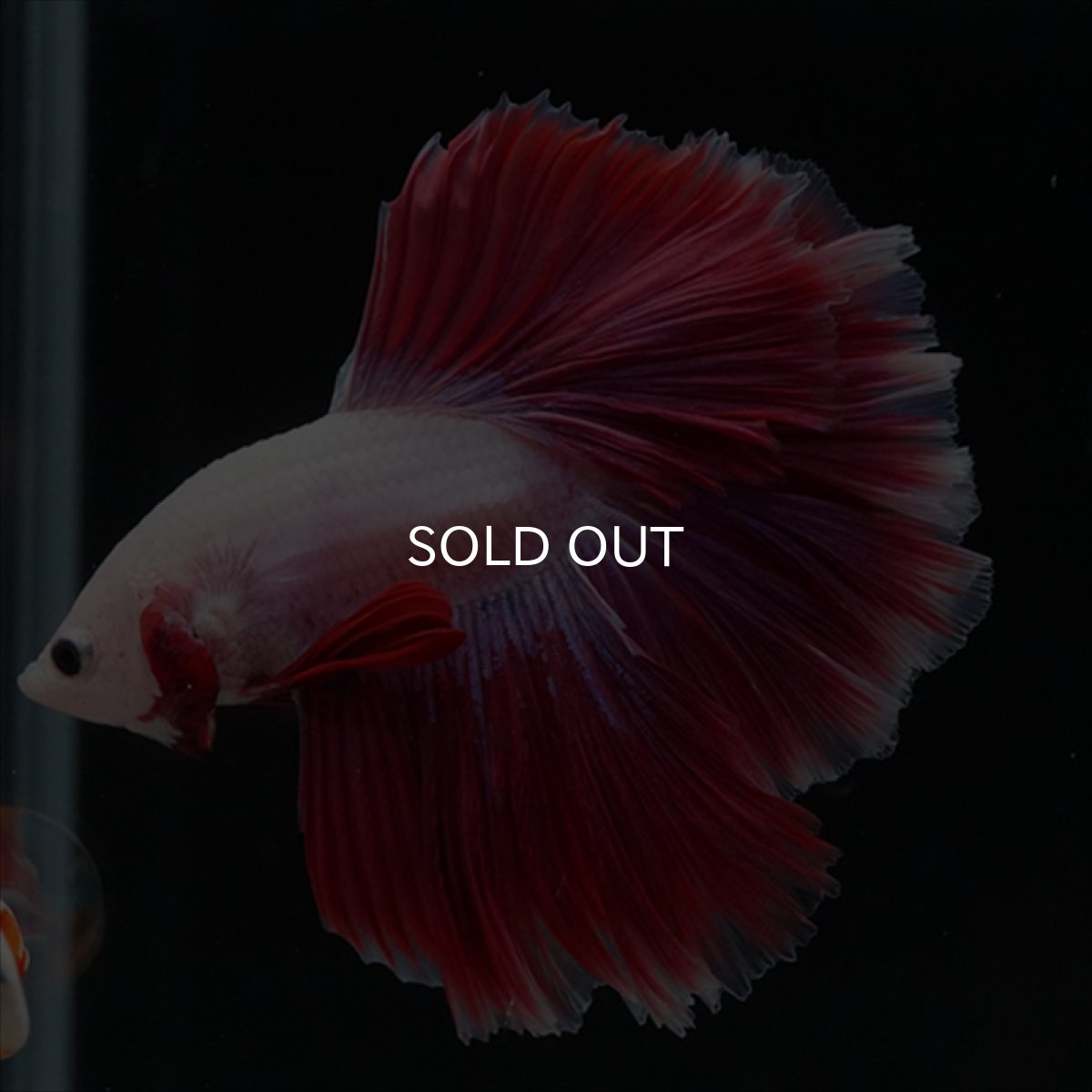 画像3: HM　ピンクファンシー　ローズテール (3)