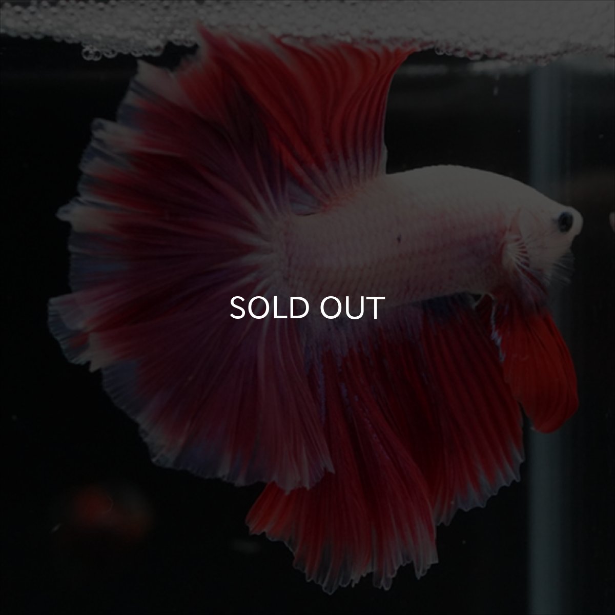 画像2: HM　ピンクファンシー　ローズテール (2)