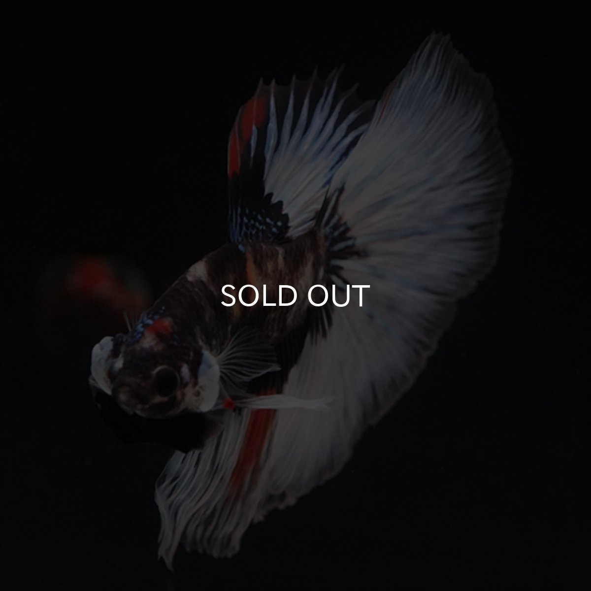 画像18: HM　鯉　変わり柄 (18)