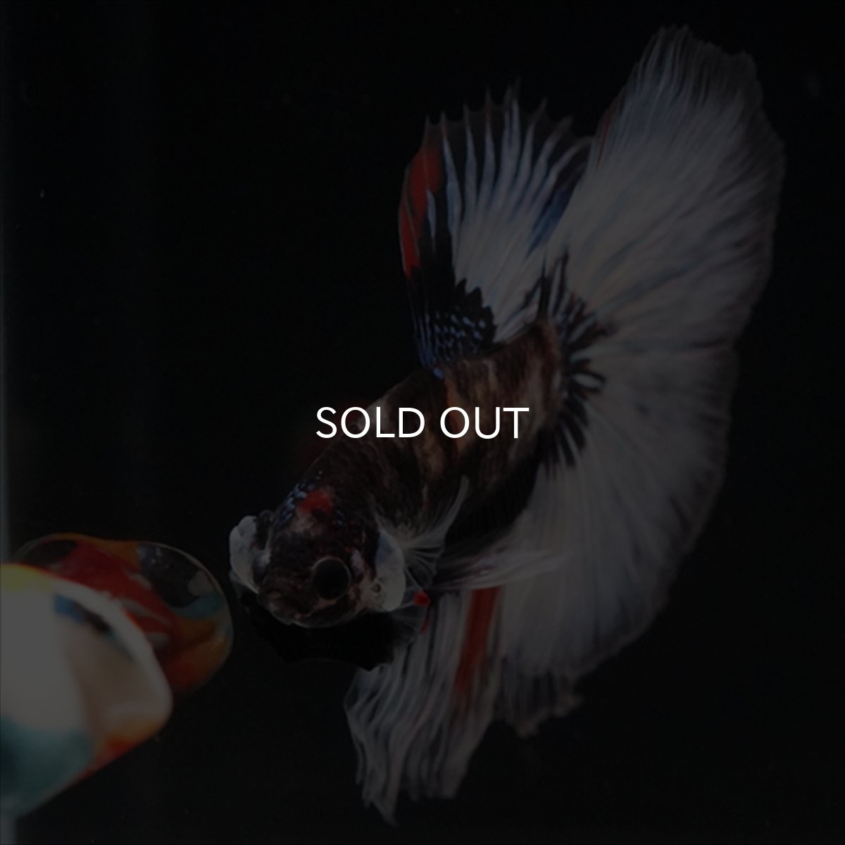 画像17: HM　鯉　変わり柄 (17)