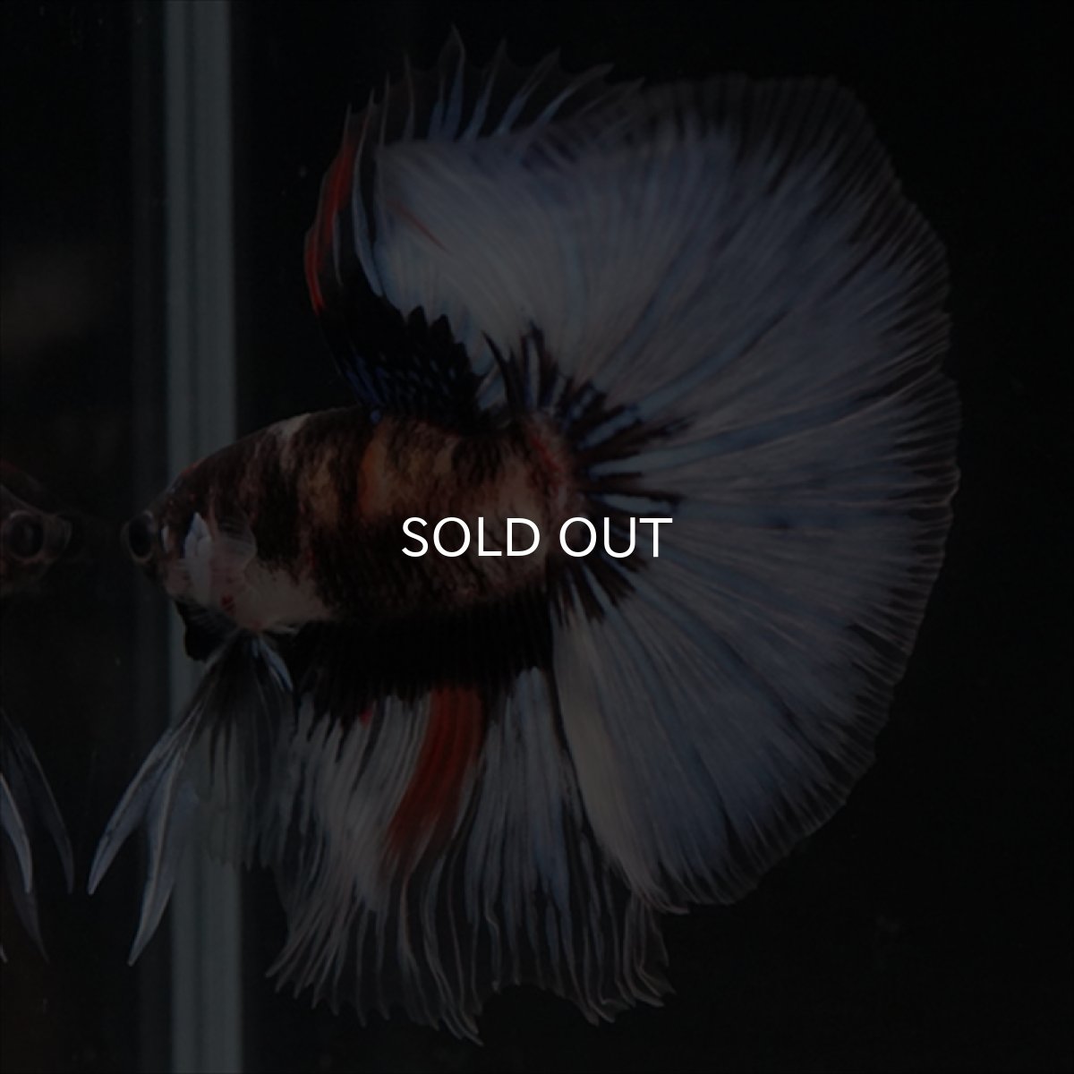 画像16: HM　鯉　変わり柄 (16)