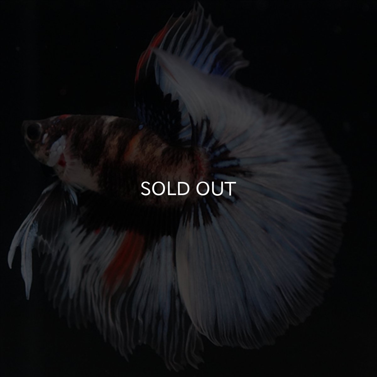 画像15: HM　鯉　変わり柄 (15)