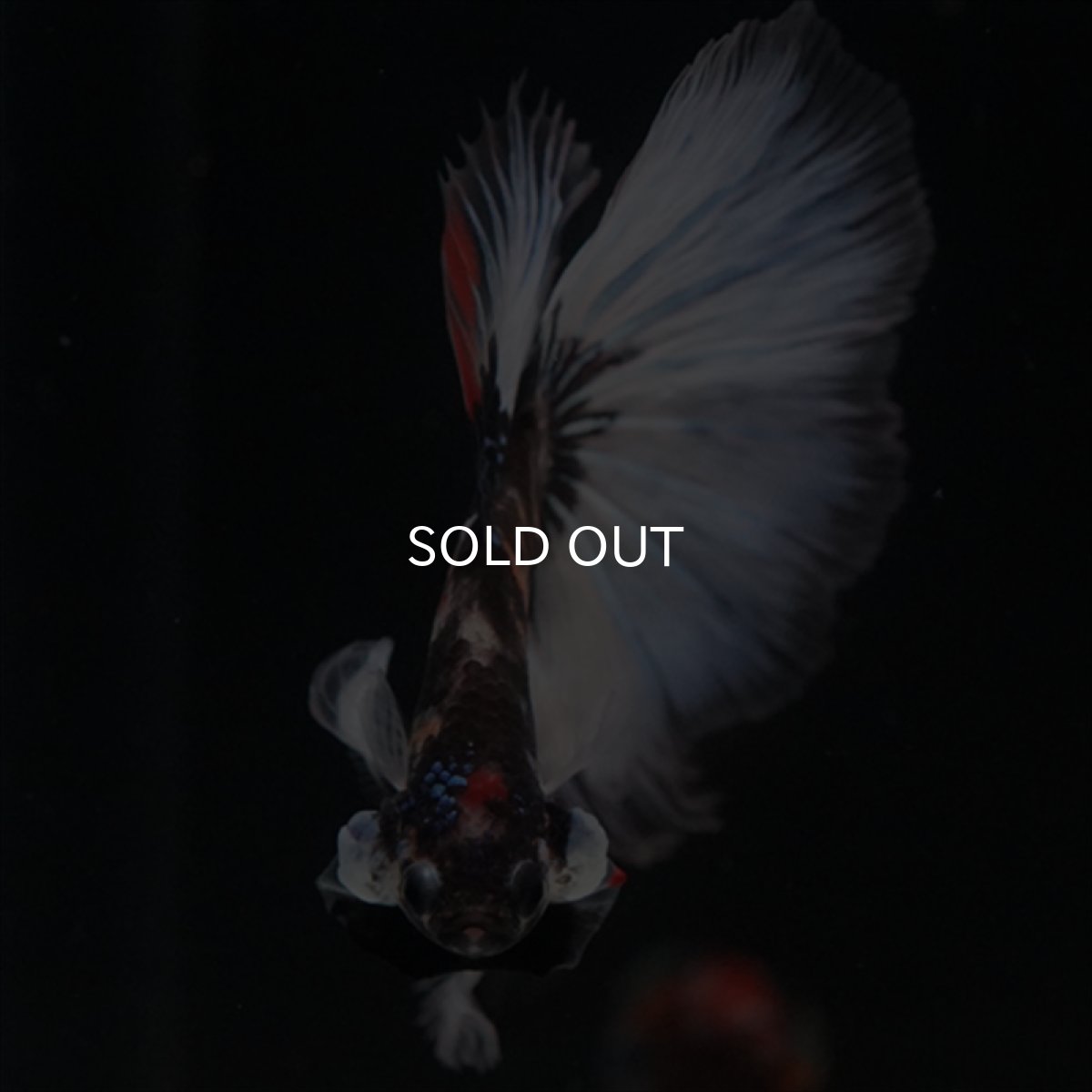 画像3: HM　鯉　変わり柄 (3)