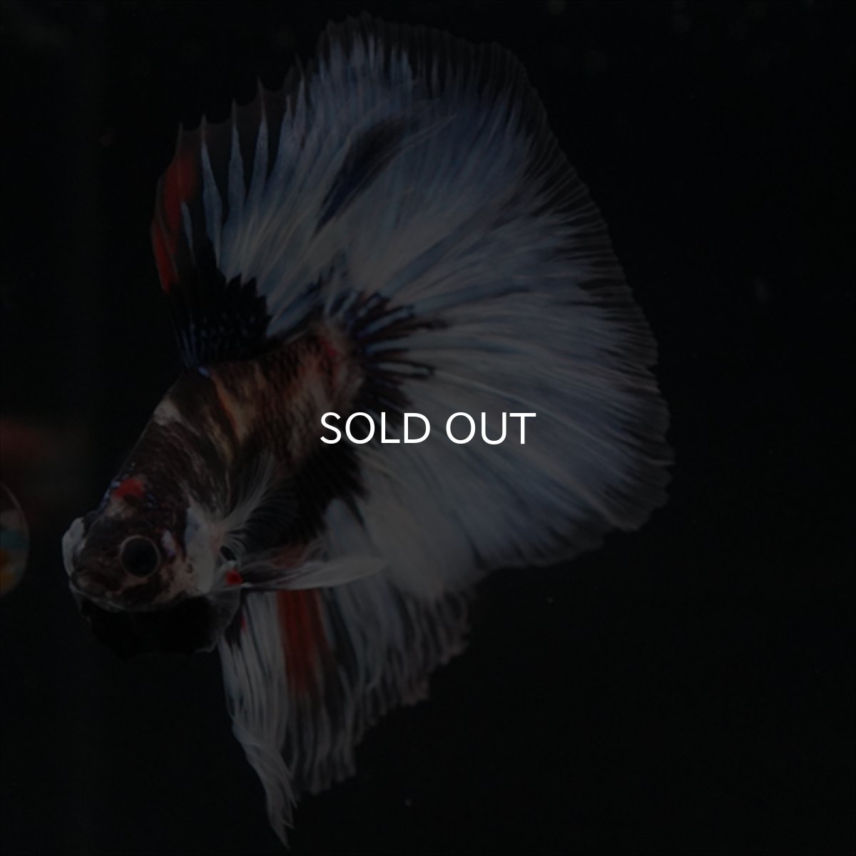 画像13: HM　鯉　変わり柄 (13)