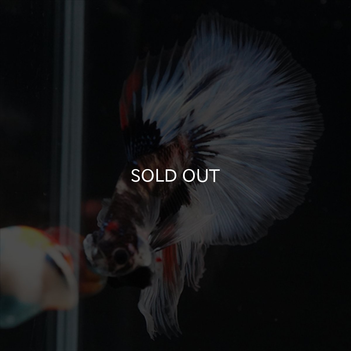 画像12: HM　鯉　変わり柄 (12)