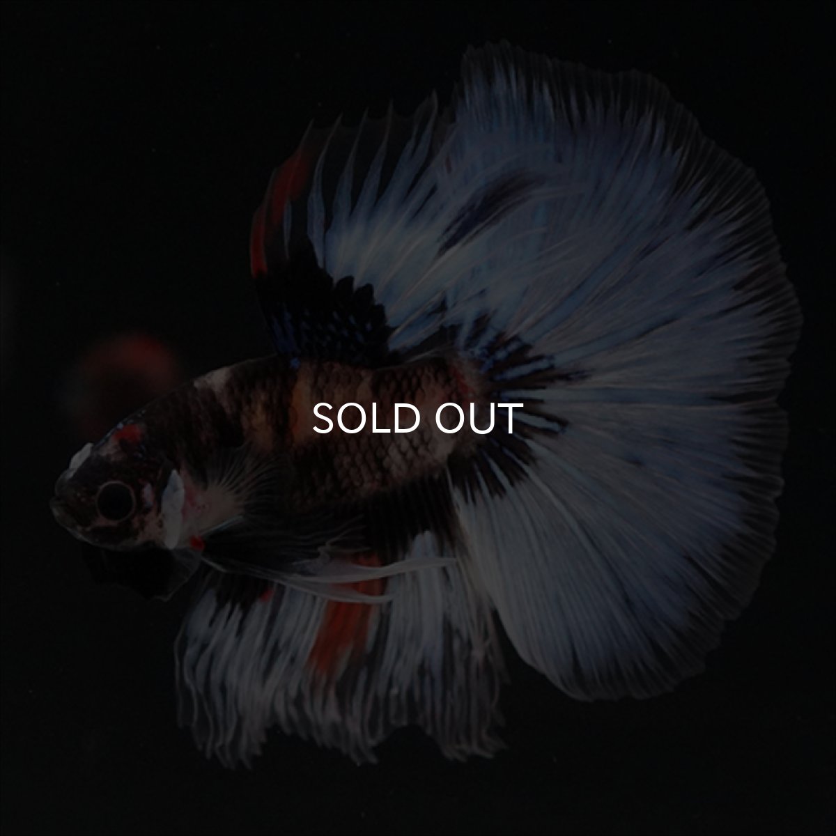 画像5: HM　鯉　変わり柄 (5)