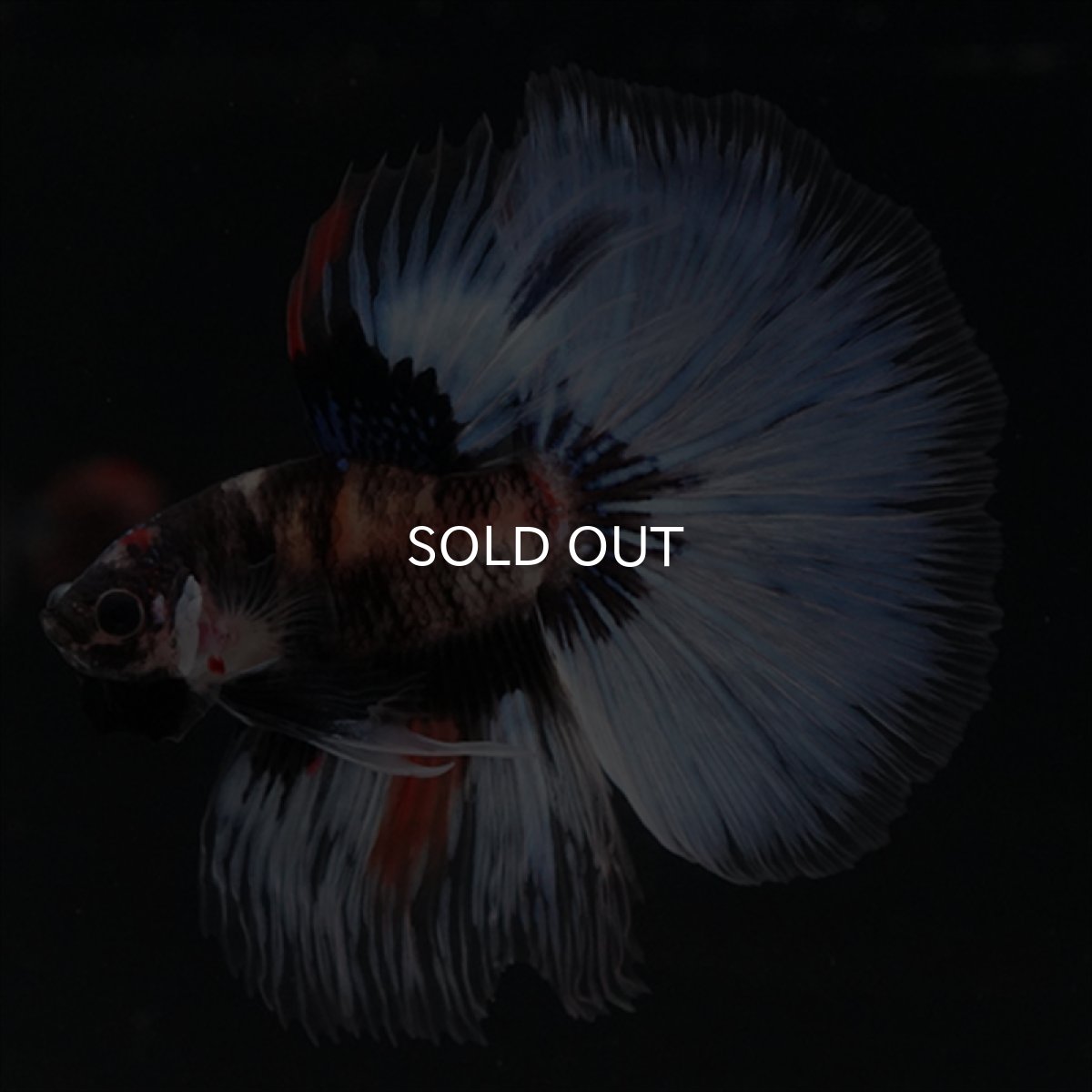 画像1: HM　鯉　変わり柄 (1)