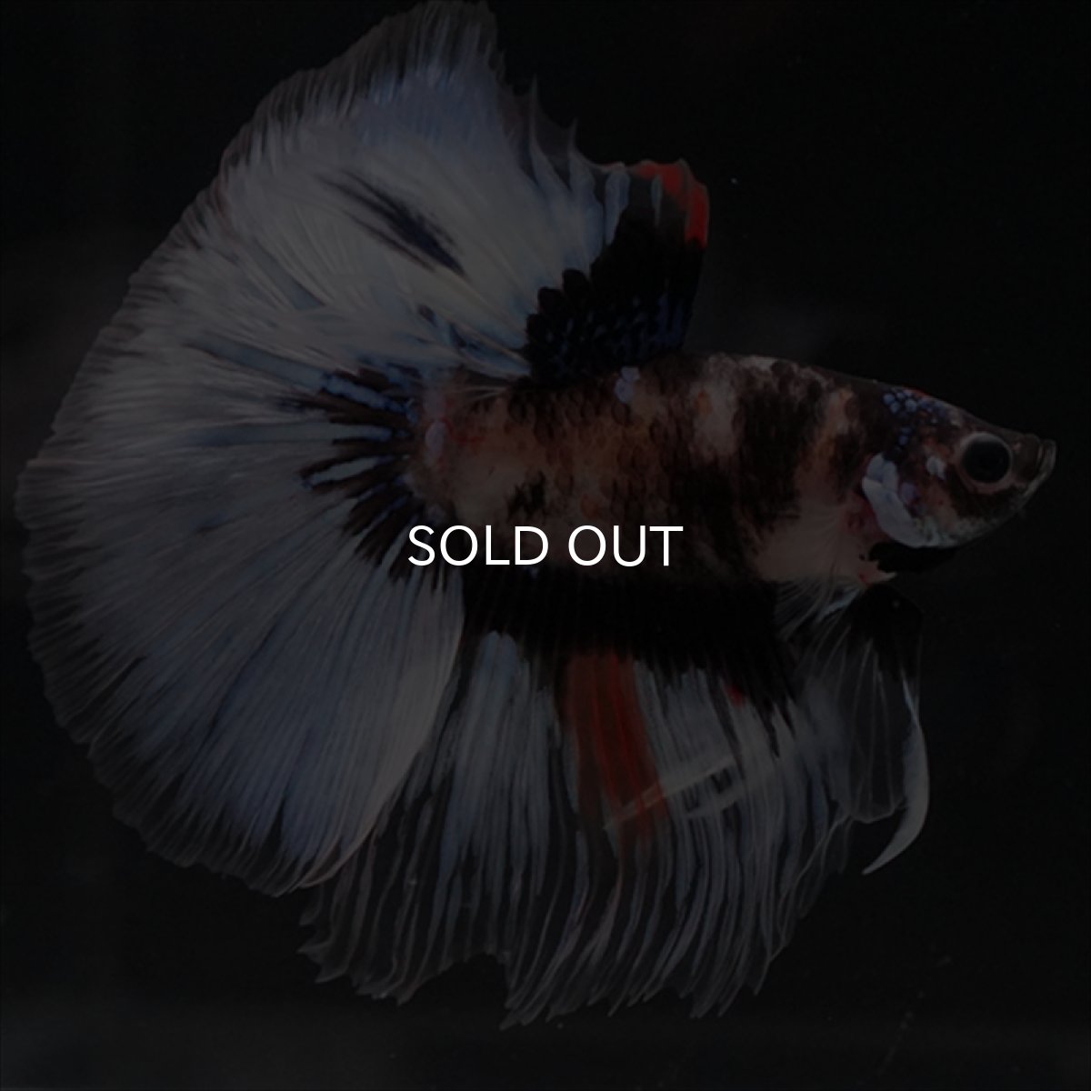 画像6: HM　鯉　変わり柄 (6)