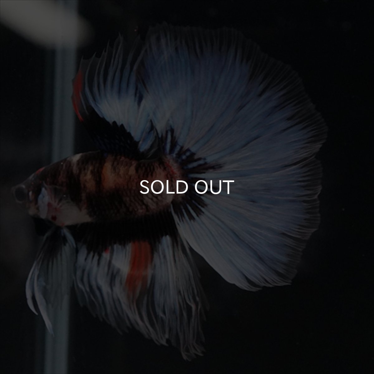 画像10: HM　鯉　変わり柄 (10)