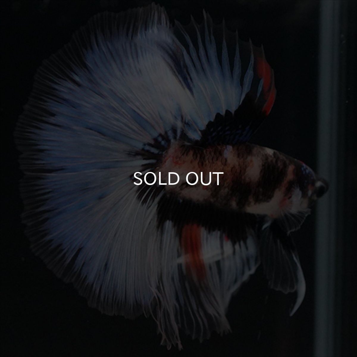 画像9: HM　鯉　変わり柄 (9)