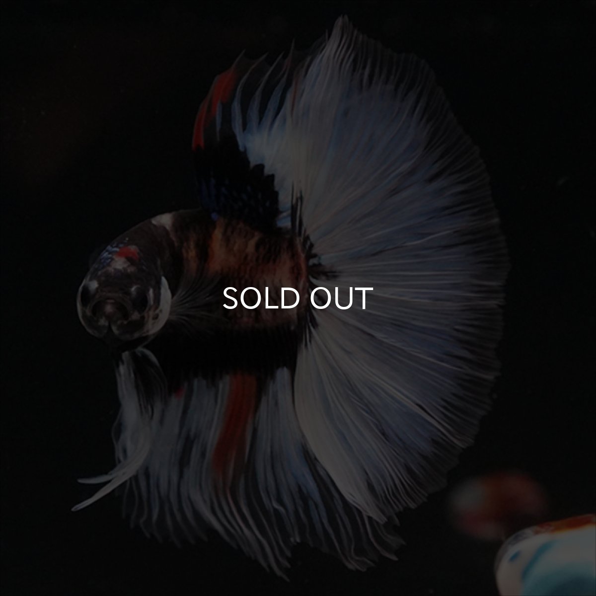 画像8: HM　鯉　変わり柄 (8)