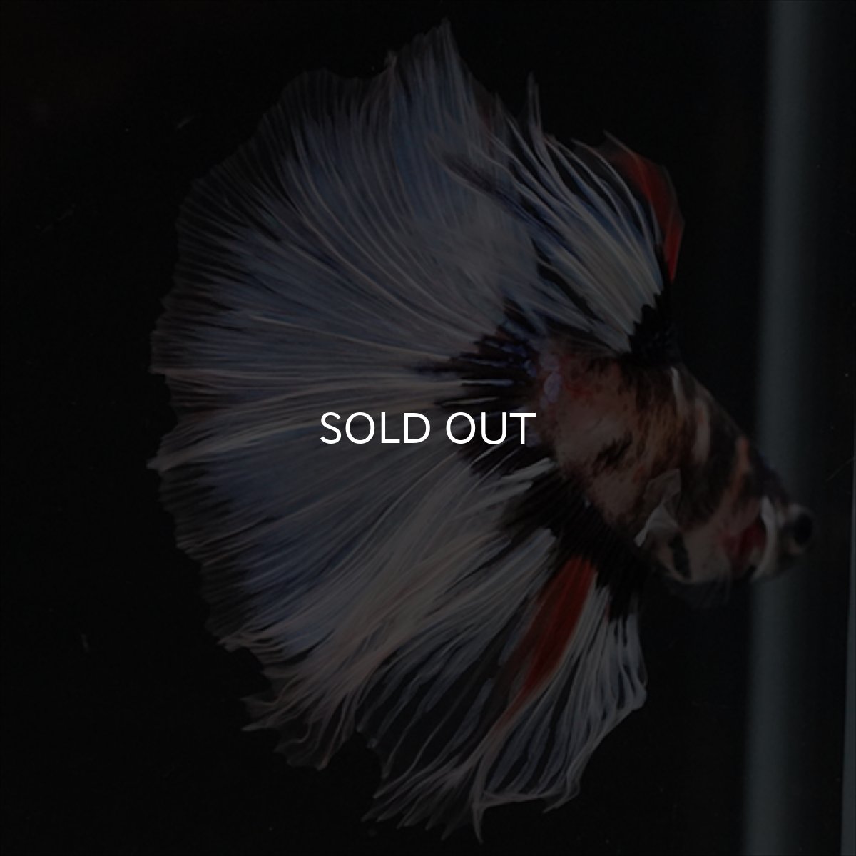 画像7: HM　鯉　変わり柄 (7)