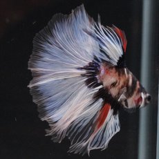 画像7: HM　鯉　変わり柄 (7)