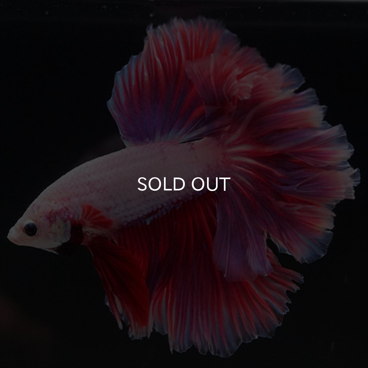 画像16: HM　ピンクファンシー　ローズテール (16)