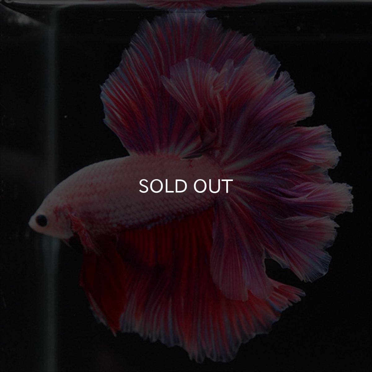 画像15: HM　ピンクファンシー　ローズテール (15)