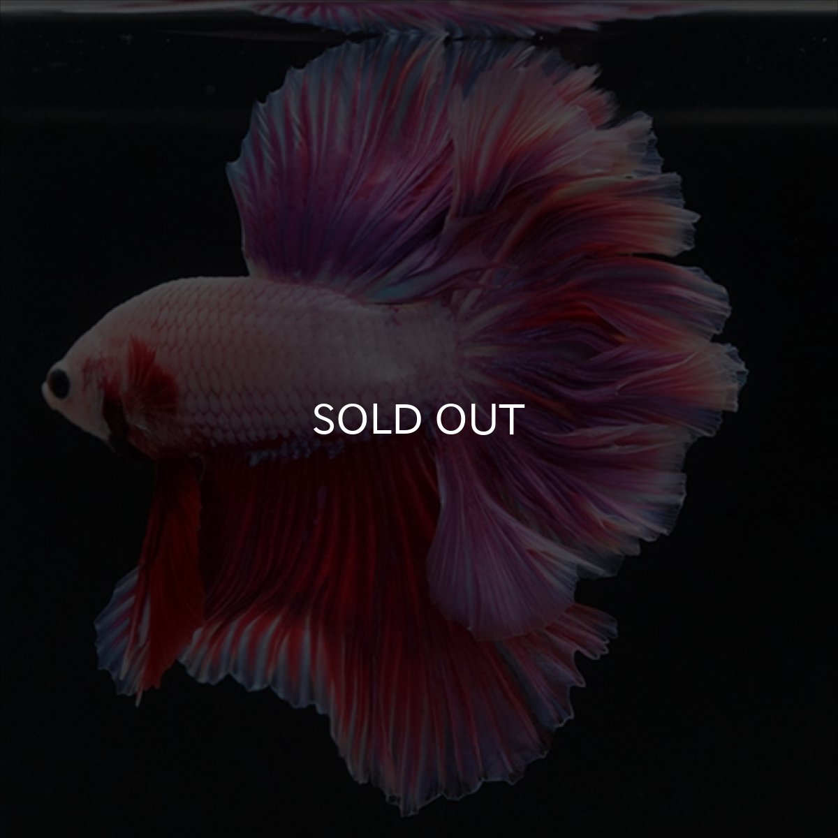 画像4: HM　ピンクファンシー　ローズテール (4)