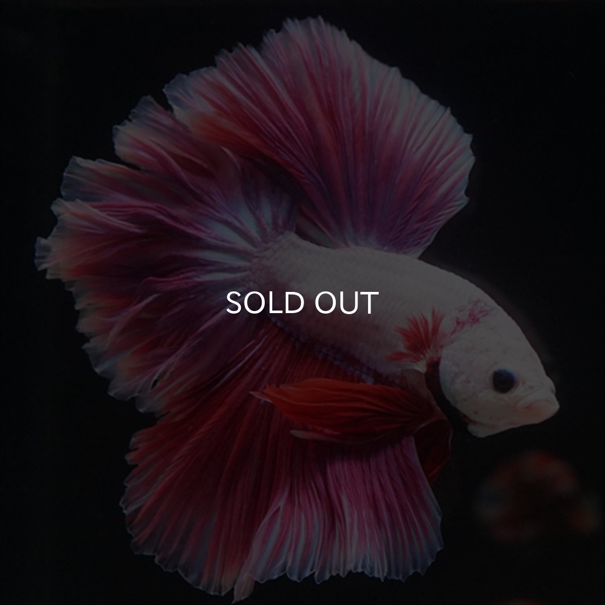 画像1: HM　ピンクファンシー　ローズテール (1)