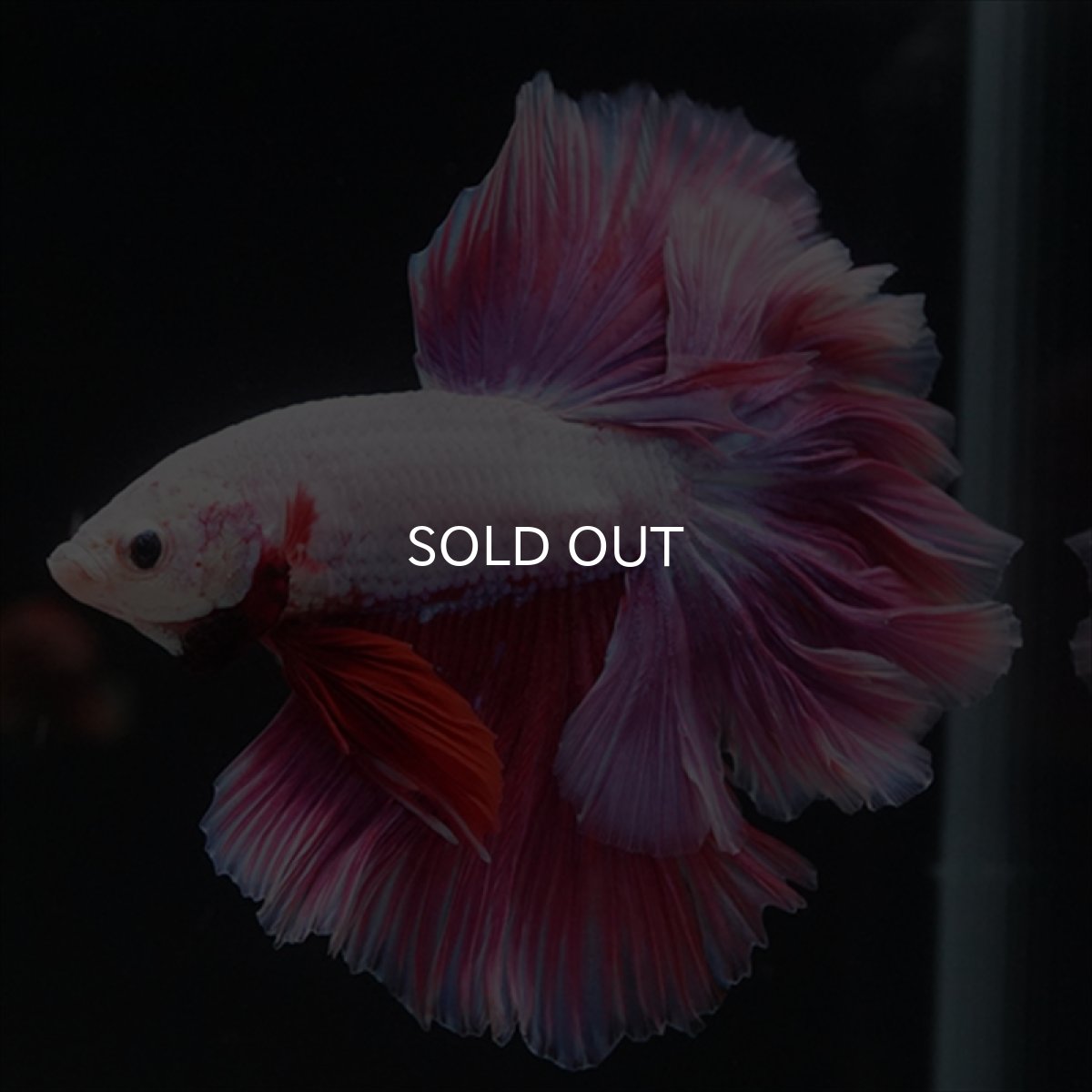 画像14: HM　ピンクファンシー　ローズテール (14)