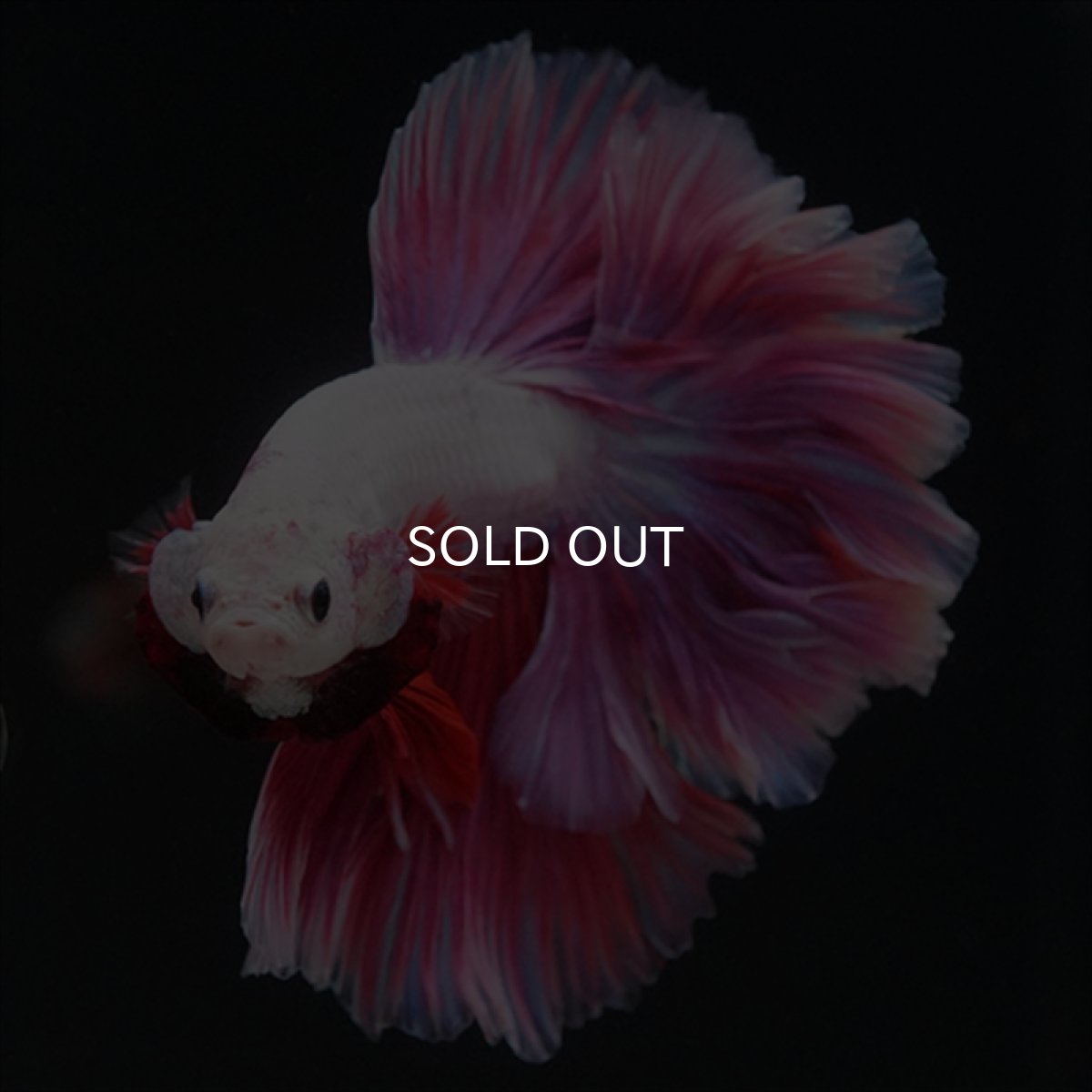 画像6: HM　ピンクファンシー　ローズテール (6)