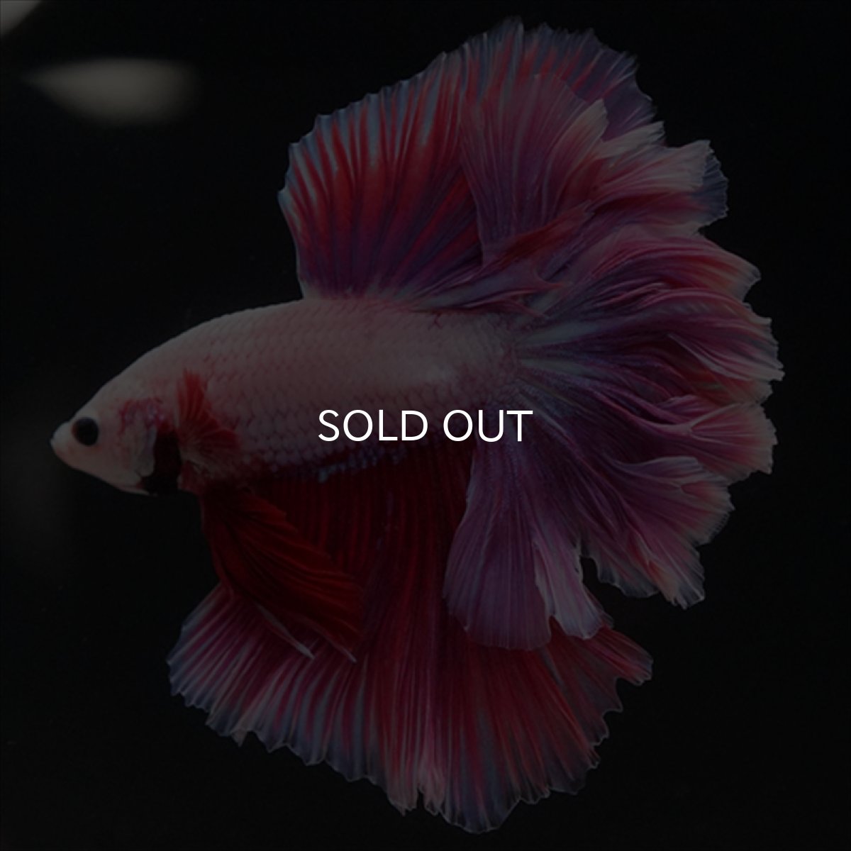 画像3: HM　ピンクファンシー　ローズテール (3)